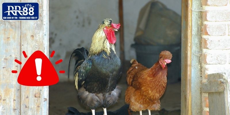 Các chú ý quan trọng khi sử dụng thuốc nuôi gà