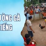 các trường gà nổi tiếng