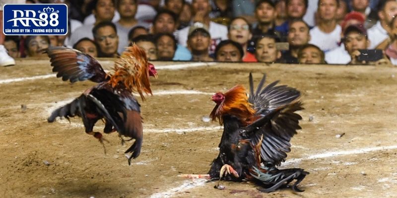 Các trường gà nổi tiếng được săn đón tại Đông Nam Á