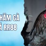 cách chăm sóc gà sau đá RR88