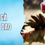 đá gà cựa dao