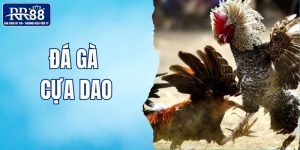 đá gà cựa dao