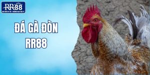 đá gà đòn RR88