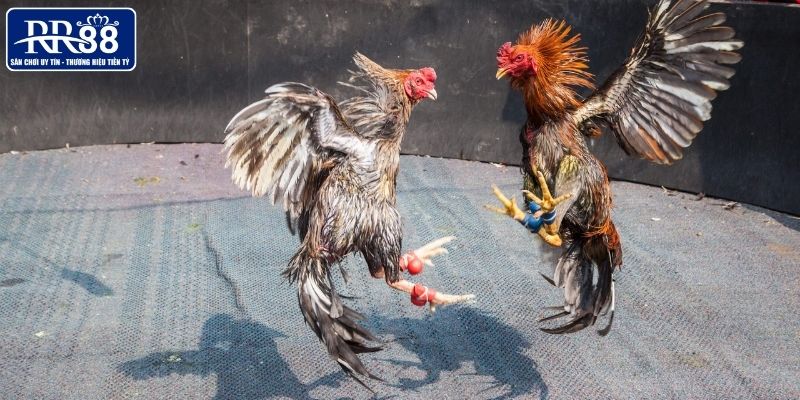 Giải mã hình thức đá gà cựa dao