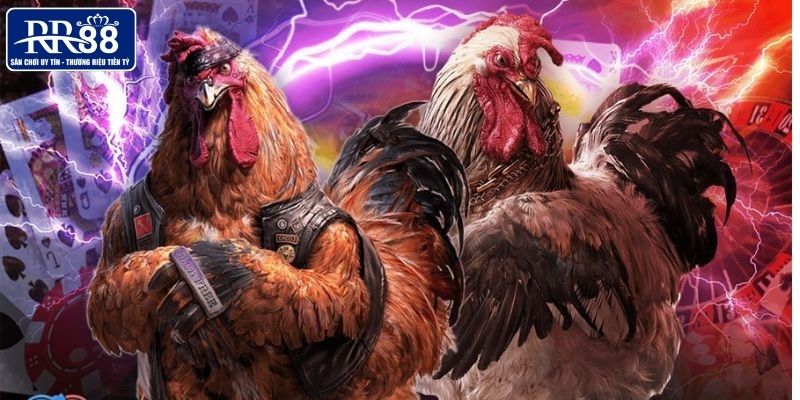 Giới thiệu sơ lược về hình thức đá gà đòn tại RR88