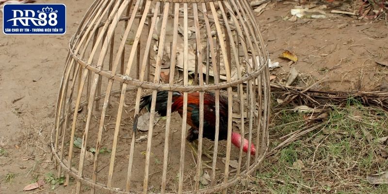 Giới thiệu sơ lược về thuốc nuôi đá gà