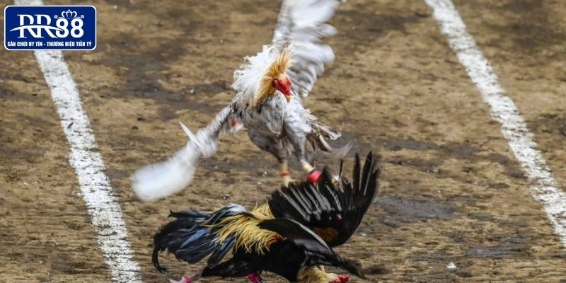 Giống gà được lựa chọn để đá cựa dao