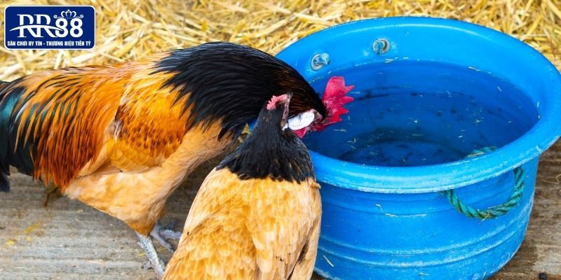 Hướng dẫn cách sử dụng thuốc đúng cách tại RR88