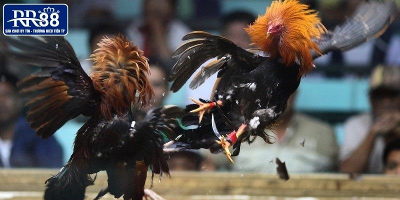 Hướng dẫn luật chơi đá gà đơn giản cho người mới