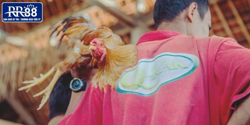 Khái quát nhanh về cách chăm gà sau đá hiệu quả