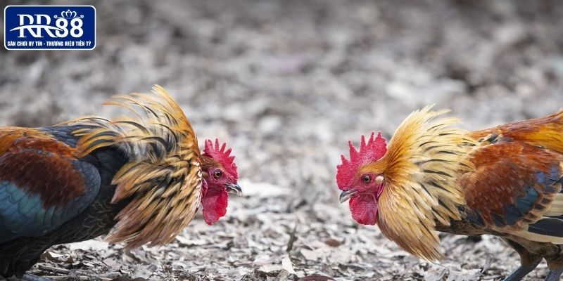 Nguyên tắc tổ chức đấu cựa dao