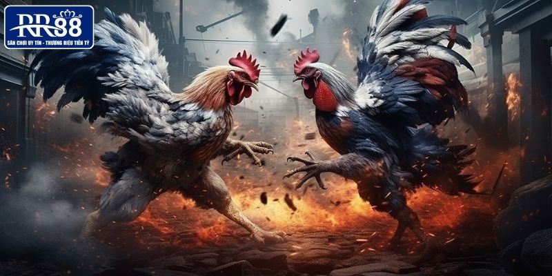 Sảnh đá gà thu hút người tham gia nhờ nhiều ưu điểm nổi bật