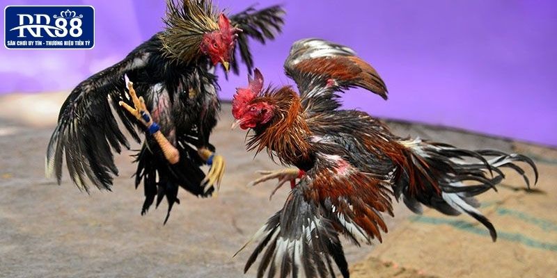 Theo dõi đá cựa dao gay cấn tại RR88