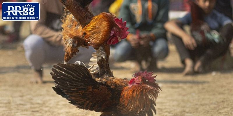 Theo dõi đá gà trực tiếp tại RR88 siêu hấp dẫn