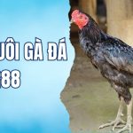 thuốc nuôi gà đá RR88