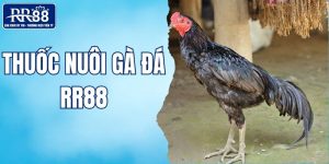 thuốc nuôi gà đá RR88