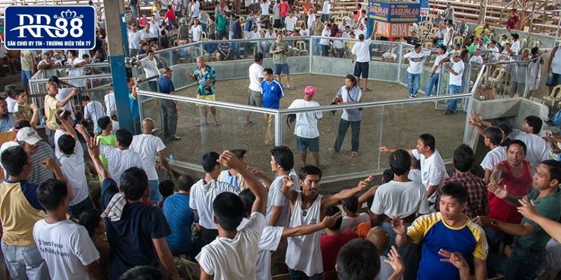 Tổng quan các trường gà cỡ lớn